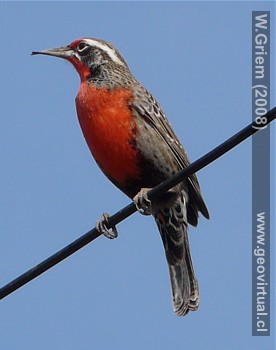 Leuca o Lloica - Animales en Atacama