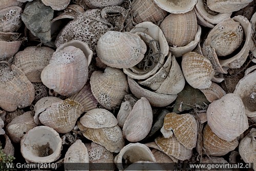 Concholepas Concholepas - Loco