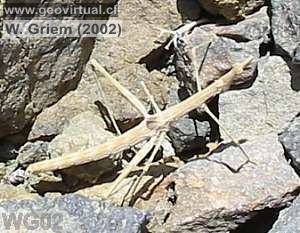 Palito, palote - animales en Atacama