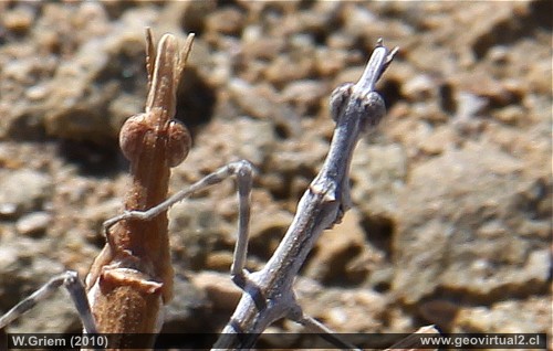 Palotes en detaile: Orthoptera Phasmatidae 