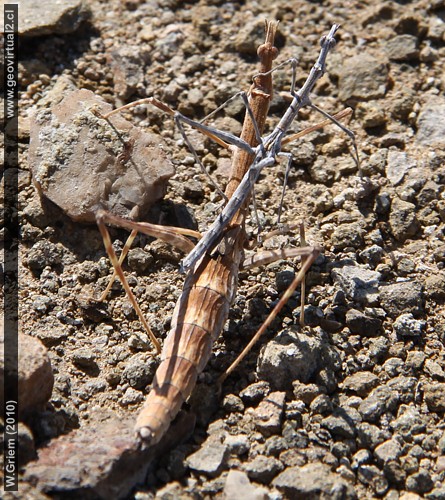 Palote, palito en el desierto de Atacama