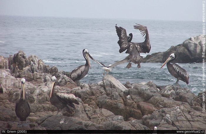 Pelícanos en la caleta Pan de Azucar (Atacama / Chile)