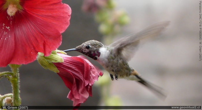Colibri o Picaflor en Atacama, Chile