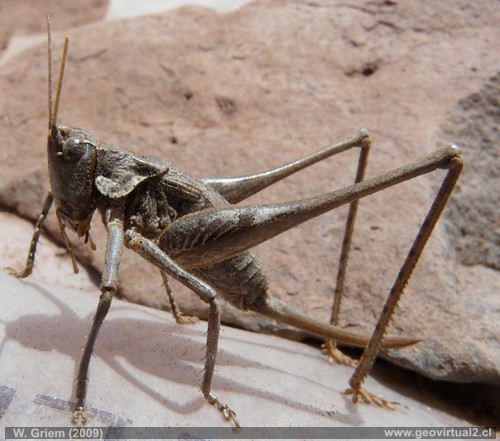 saltamonte en el desierto Atacama (caelifera)
