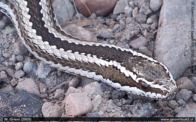 Culebra de cola larga - Philodryas chamissonis, Atacama Chile