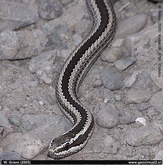 Culebra de Cola Larga; Atacama Chile
