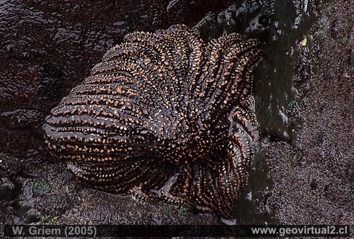 Sol de mar , asteroida - solasteridae