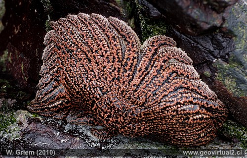 Sol del mar Asteroida / Solasteridae