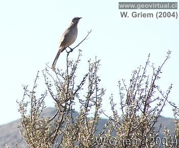 Foto: Tenca (Región Atacama / Chile)