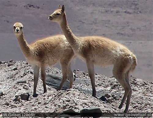 Vicuñas en el desierto de Atacama (Chile)