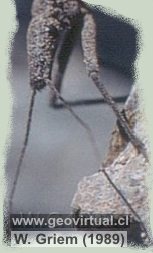 Detalle de una Vinchuca