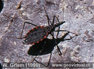 Vinchuca in der Atacama Wüste, Chile