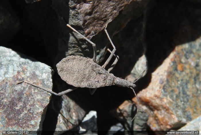 Vinchuca in der Atacama Wüste, Chile