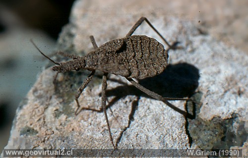 Vinchuca in der Atacama Wüste, Chile