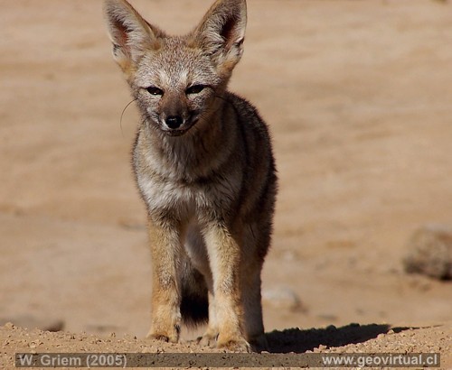 Foto: Zorro del Desierto (Atacama / Chile)