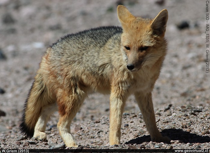 Zorro del desierto en el desierto de Atacama, Chile