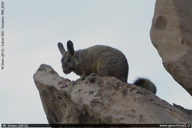 Vizcacho en el desierto de Atacama, Chile