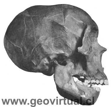 Homo Mousteriensis