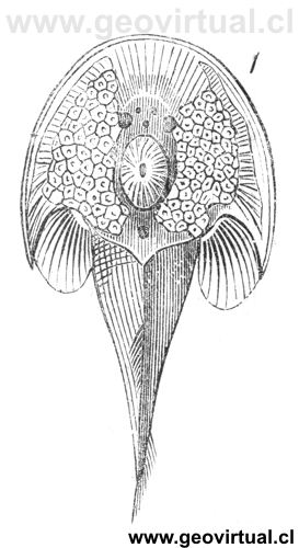 Cephalapsis de Burmeister