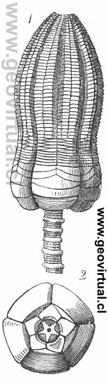 Encrinus liliiformis de Burmeister (1851)