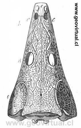 Trematosaurus Braunii (Burmeister, 1851)