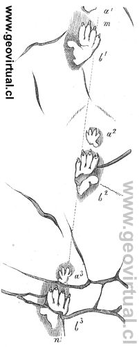 Chirotherium de Burmeister, 1851