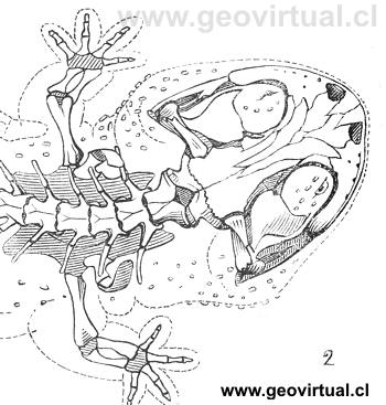 Cryptobranchus japonicus, cráneo de Burmeister, 1851