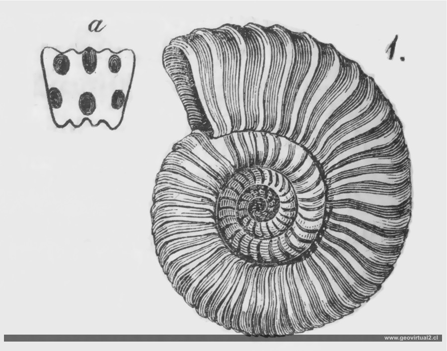 Arietites de Burmeister