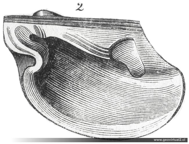 Lamelibranquio Pterinea laevis