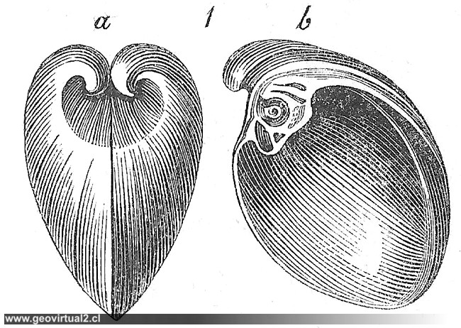 Megalodon Cucculatus