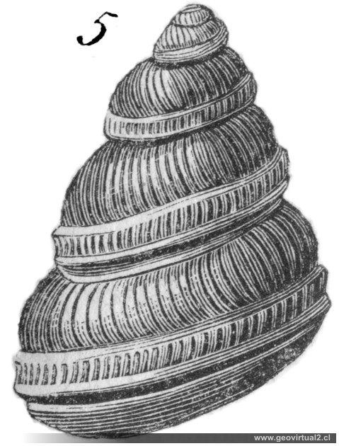 Pleurotomaria fasciata