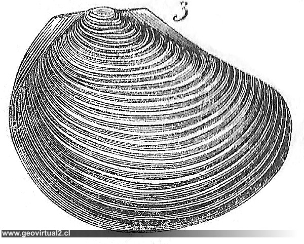 Posidonia becheri