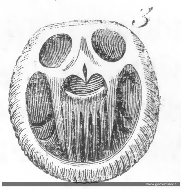 Crania Prisca de Burmeister