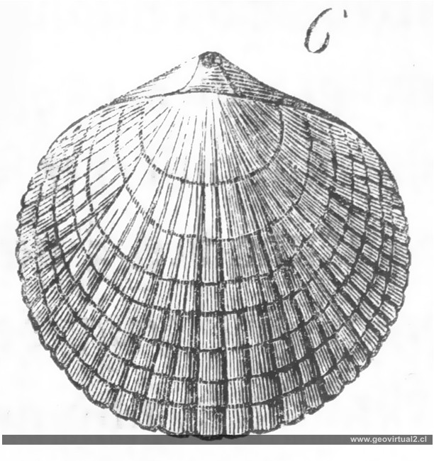Burmeister, terebratula