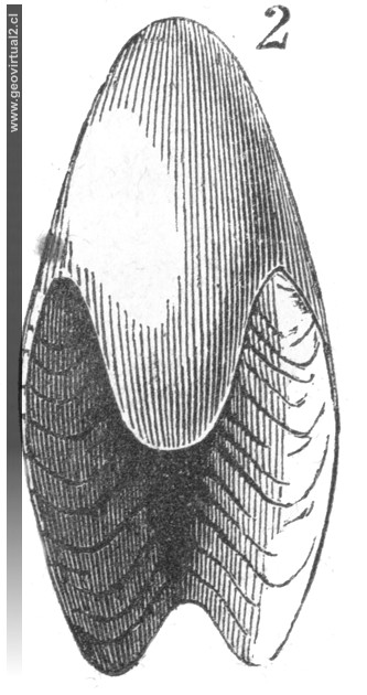 Bellerophon de Burmeister