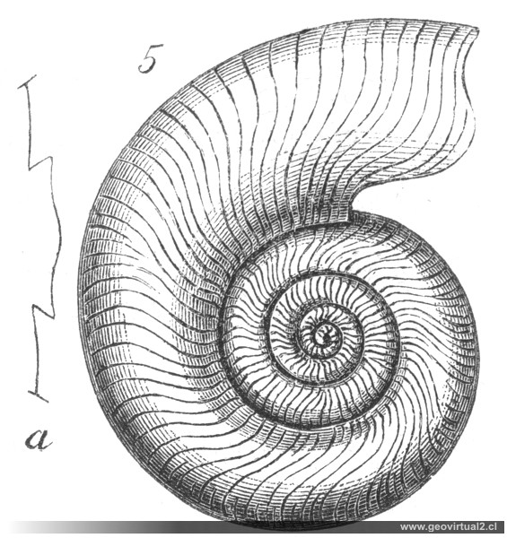 Clymenia