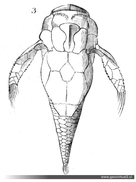 Pterichthys