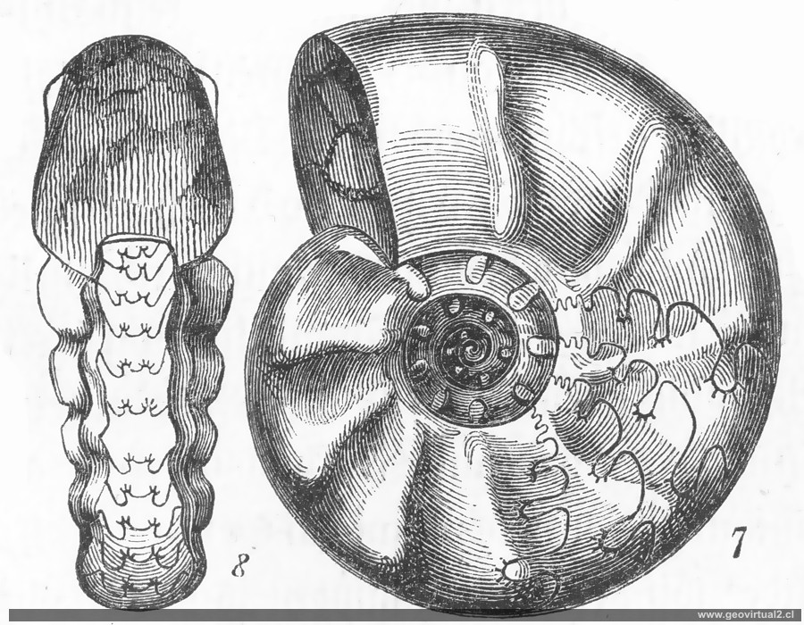 Ceratites Nodosus de Burmeister