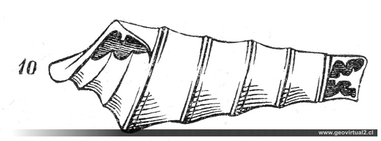 Nerinea (Burmeister, 1851)