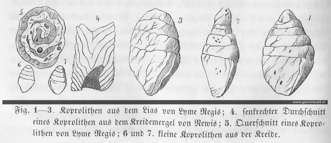 Coprolitos