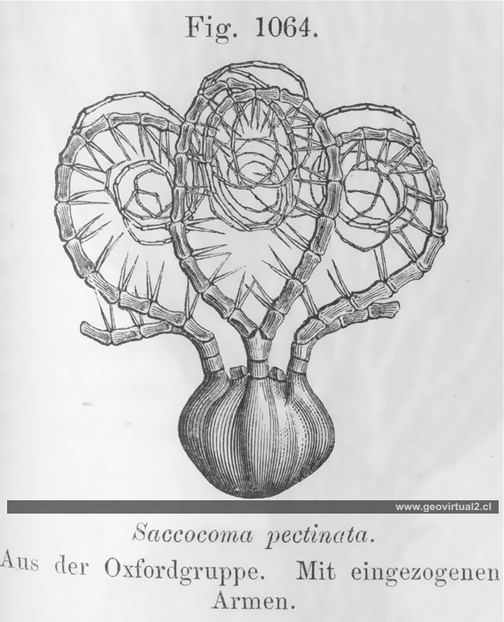 Saccocoma pectinata