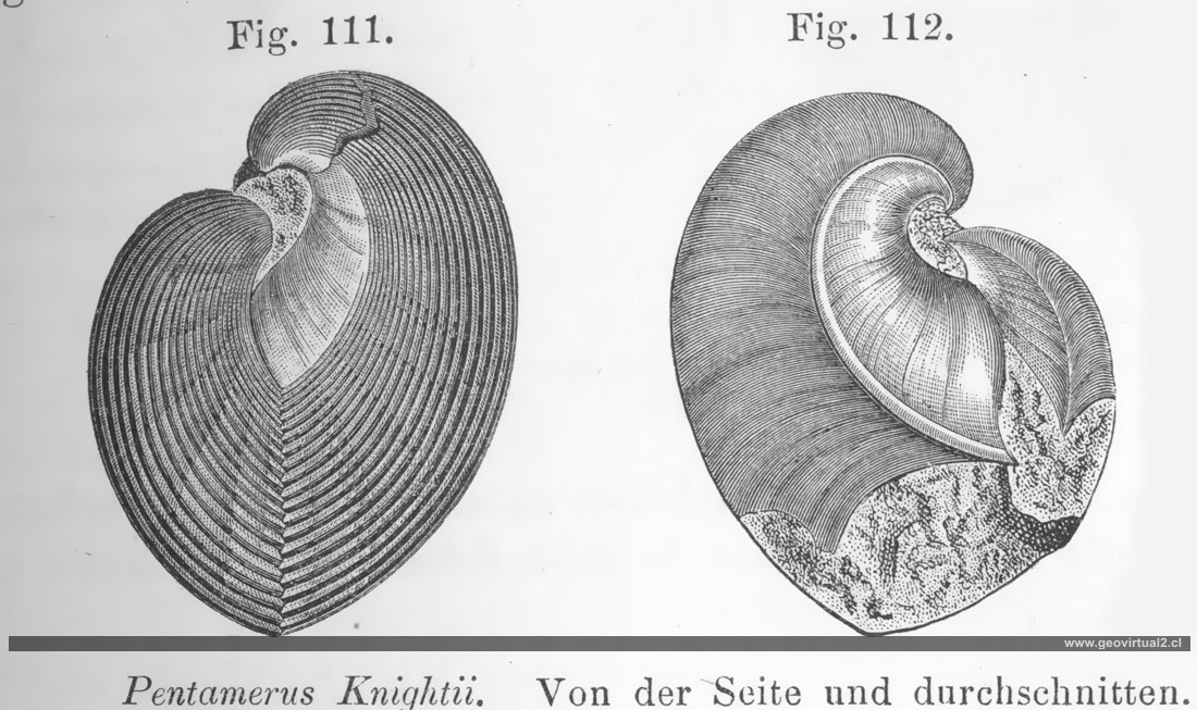 Pentamerus Knightii