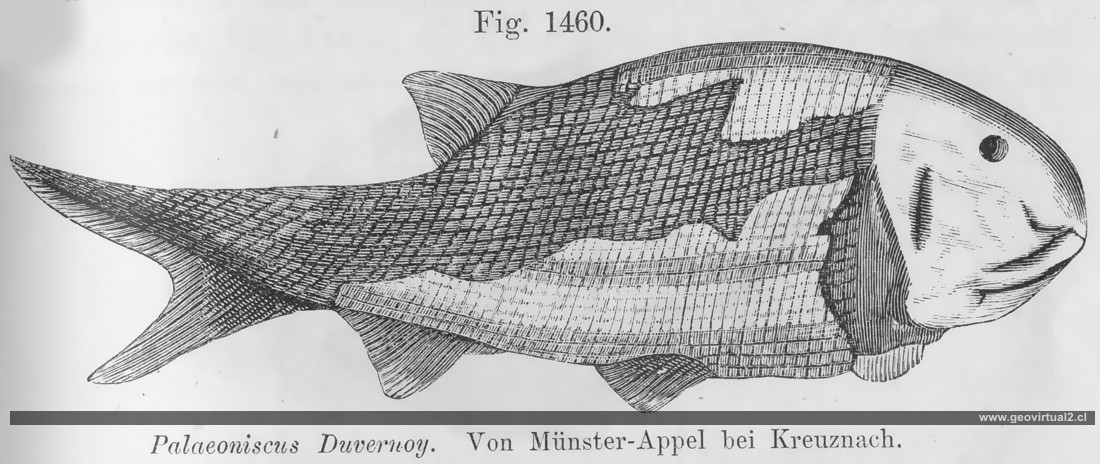 Palaeoniscus Duvernoy