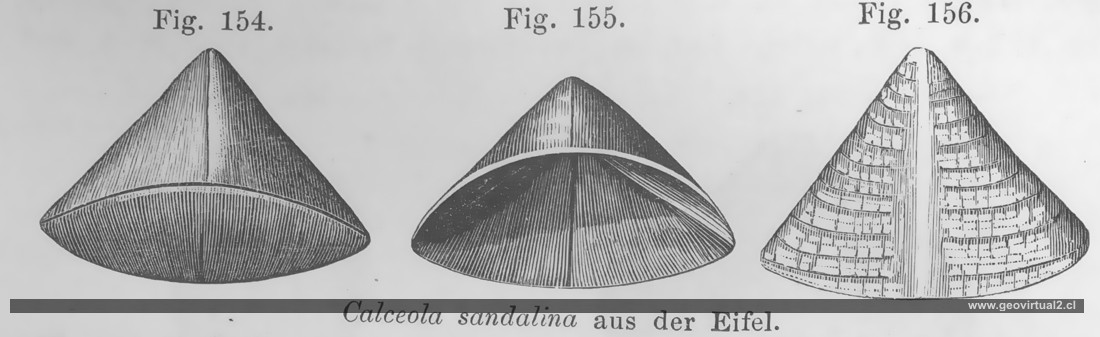 Calceola de Vogt, 1866
