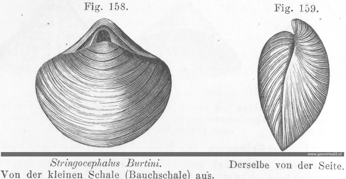 Stringocephalus Burtini