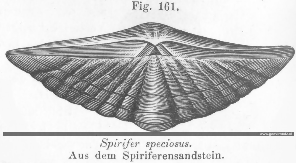 Spirifer