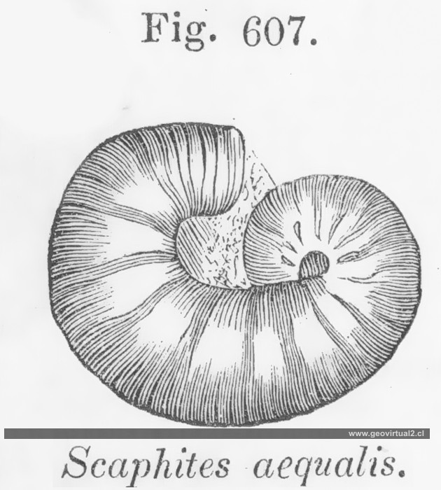 Scaphites de Carl Vogt