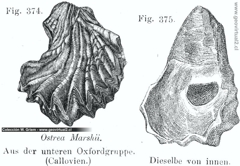 Carl Vogt (1866): Ostrea Marshii