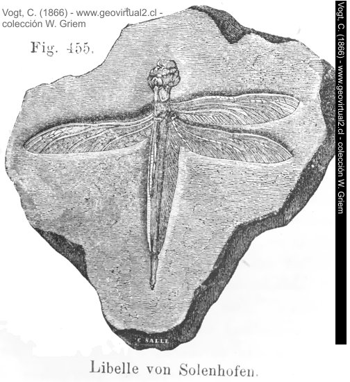 Libelula de Solnhofen de Vogt, 1866