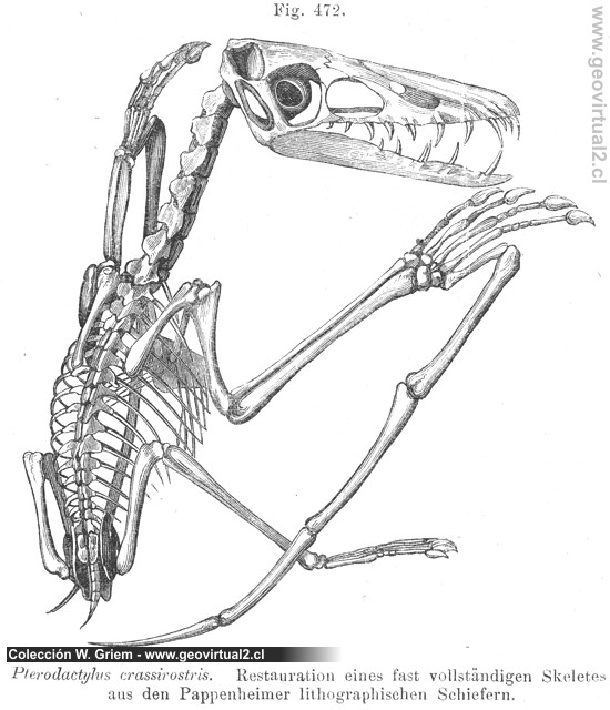 Stephanoceras de Vogt